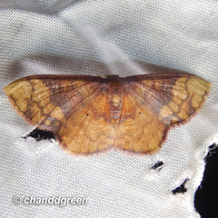 Metallaxis semipurpurascens