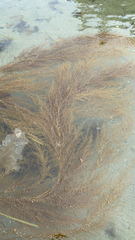 Sargassum muticum