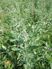 Cirsium arvense vestitum