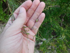 Pediomelum linearifolium