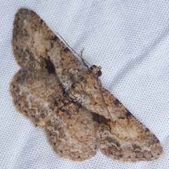 Psilalcis galsworthyi