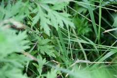 Tettigonia viridissima