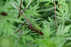 Tettigonia viridissima