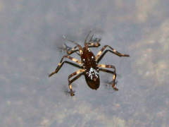 Platyvelia beameri