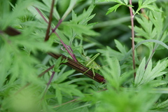 Tettigonia viridissima