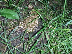 Bufotes viridis viridis