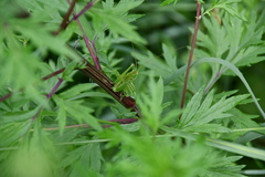 Tettigonia viridissima