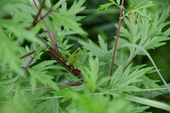 Tettigonia viridissima