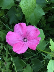 Malva trimestris