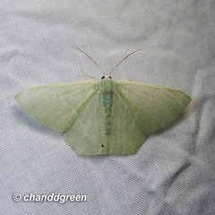 Pelagodes antiquadraria