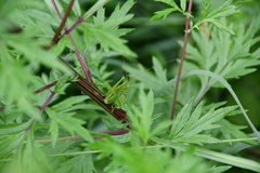 Tettigonia viridissima