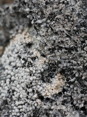 Physarum didermoides