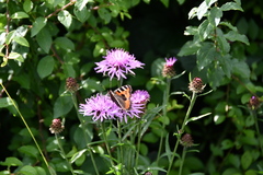 Aglais urticae