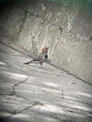 Colaptes auratus mexicanoides