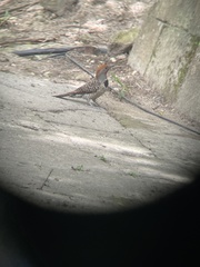 Colaptes auratus mexicanoides