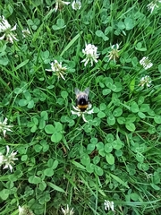 Bombus
