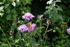 Aglais urticae