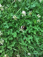 Bombus