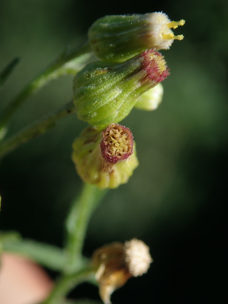Erigeron floribundus