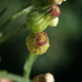 Tall Fleabane - Photo (c) Daniel Cahen, some rights reserved (CC BY), uploaded by Daniel Cahen