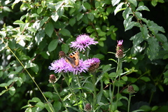Aglais urticae
