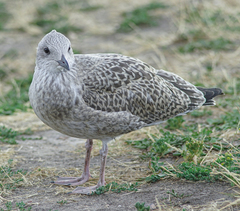 Larus argentatus