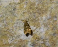 Theisoa constrictella