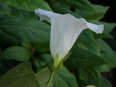 Calystegia × lucana