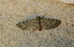 Eupithecia jejunata
