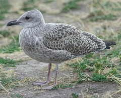 Larus argentatus