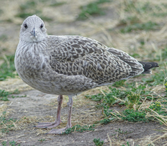 Larus argentatus