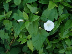 Calystegia × lucana