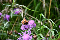 Aglais urticae