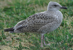 Larus argentatus