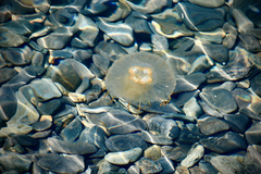 Chrysaora melanaster