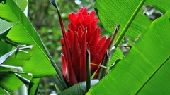Musa coccinea