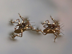 Platyvelia beameri