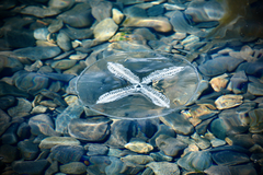 Staurostoma mertensii