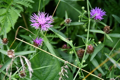Sphaerophoria