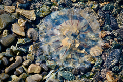 Chrysaora melanaster