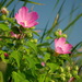 Swamp Rose Mallow - Photo (c) Andy Fyon, some rights reserved (CC BY-NC), uploaded by Andy Fyon