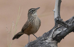 Achaetops pycnopygius