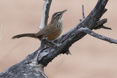 Achaetops pycnopygius