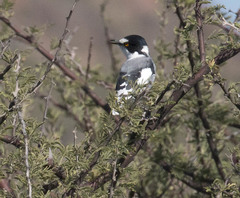 Lanioturdus torquatus