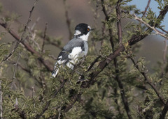 Lanioturdus torquatus