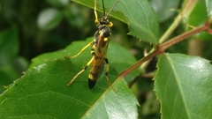Ichneumon xanthorius