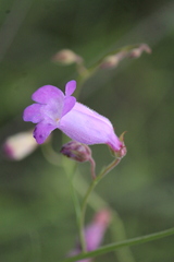 Penstemon amphorellae
