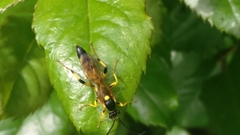 Ichneumon xanthorius