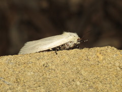 Cryptophasa