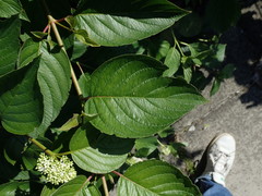 Cornus sericea